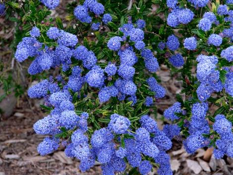 Ceanothus Concha is a very photogenic Mountain Lilac. Flowers can range from almost pink to royal Blue and into deep sky blue.  - grid24_12