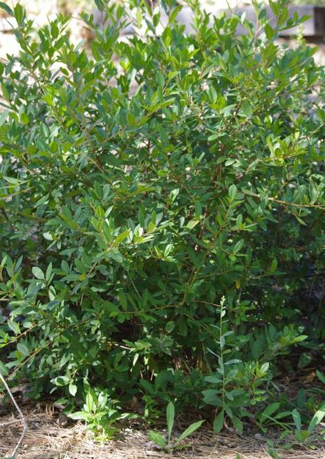 Tranquil Margarita is a beautiful coffee berry that looks very clean and neat in the ground. Wonderful for a small, 5 ft. hedge. - grid24_12