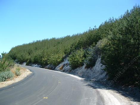 Here is Bishop Pine coming back after a fire in the area between Lompoc and Santa maria. - grid24_12