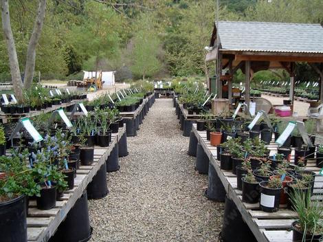 The retail section of our native plant nursery. It is set up for you to cruise and read. - grid24_12