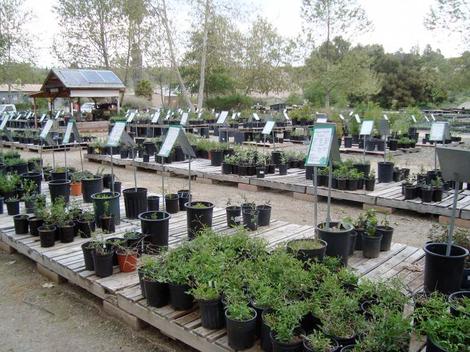 Our nursery has a friendly staff and native plants for the  butterflies and birds. The plants have signs. Come explore a native plant nursery for Southern California. - grid24_12