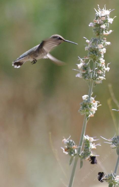 A Hmmingbird on Salvia apiana compacta - grid24_12