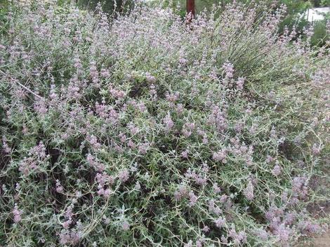 This Purple Sage was about 30 years old when this picture was taken. Purple sage is a common sage in the Los Angeles area. - grid24_12
