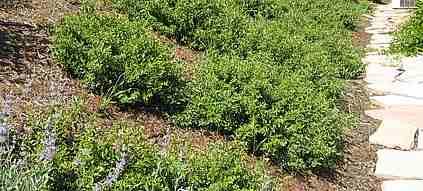 San Luis Obispo  ground cover on a slope. - grid24_12