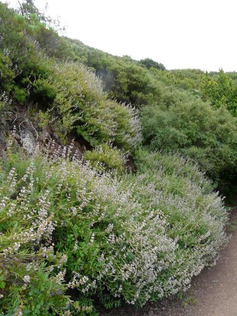 Black Sage flowers can be blue or white. Sometimes the white ones are blue on cold years. Here they are along a coastal trail in coastal sage scrub. - grid24_12