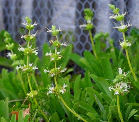 Salvia sonomensis, Farmar-Bower is a flat ground cover with yellow flowers. - grid24_12