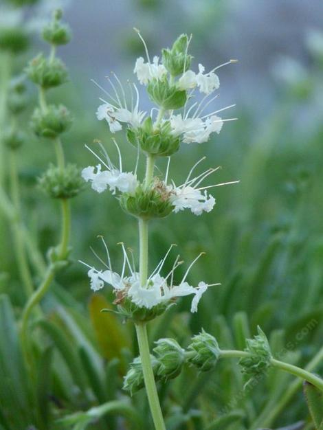 Salviasonomensis, Farmar-Bower or Golden Creeping Sage with a yellow flower spike. - grid24_12