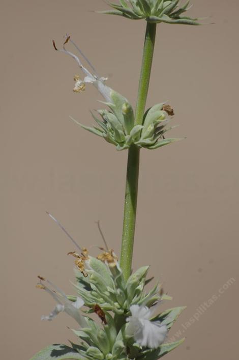 Salvia vaseyi,  Wand Sage - grid24_12