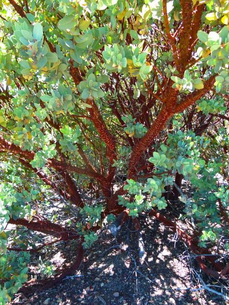 Arctostaphylos hooveri Hoovers Manzanita grwoing on top of the Big Sur mountains. - grid24_12