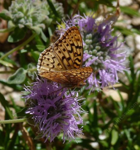 This Fritilary was on Monardella villosa obispoensis above Big Sur - grid24_12