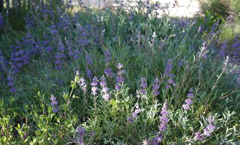 A 15 year old Salvia Gracias without any extra water. Gracias will grow in most of California without any irrigation. - grid24_12