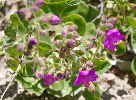 Mirabilis californica, Wishbone Bush plant - grid24_12