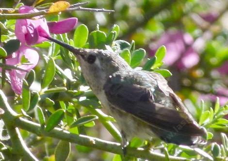 This young Hummingbird was sitting on the branches and sipping nectar from the Pickeringia montana.  Maybe named after Lord Pickering? - grid24_12