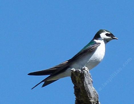 Tree Swallow,
Tachycineta cyaneoviridis - grid24_12