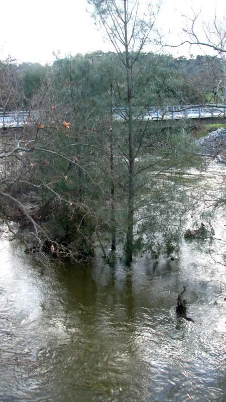 Here are Pinus sabinana in water. They'll tolerate extreme water in early spring. Not in summer. This is what water drip irrigation is to the plant. - grid24_12