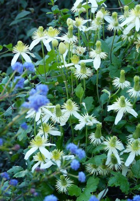 Clematis lasthania climbing on Ceanothus. In the coastal valleys of Santa Barbara and Los Angeles this vine can cover a hundred ft.  of fences. - grid24_12