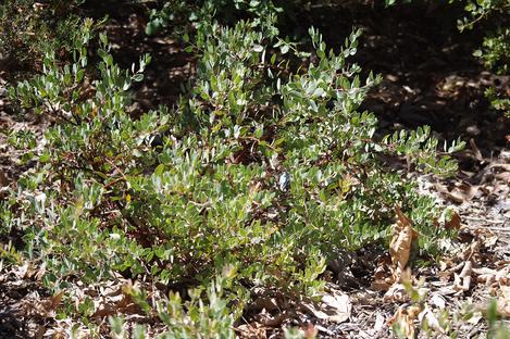 Del Mar manzanita makes nice small scale groundcover. - grid24_12