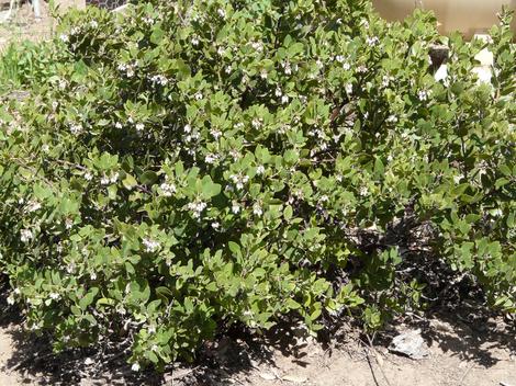 Here is a 7 or 8 year old Arctostaphylos crustacea subsp. eastwoodiana with no extra water. It grows to about 30 inches high and 5 foot wide. - grid24_12
