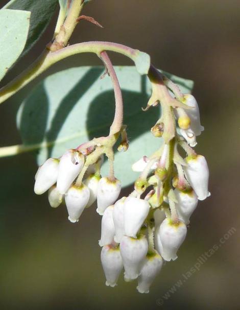 The flowers of the Arctostaphylos glauca, Big Berry manzanita that lives around Lebec and Frazier park. - grid24_12