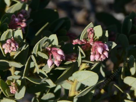 I can't find who Pringleii Manzanita was named after. I'm sure it was not after a potato chip. Sorry, do not believe everything you read online.. - grid24_12