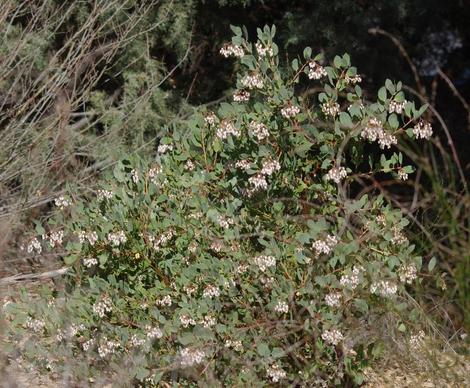 Here is a photo of Arctostapylos rainbowensis. - grid24_12