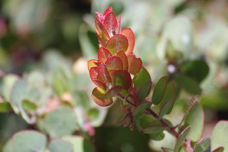 John Dourley Manzanita leaves. The new leaves are reddish the old leaves are a dull green. - grid24_12