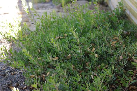 Arctostaphylos Pacific Mist  makes a good groundcover. - grid24_12