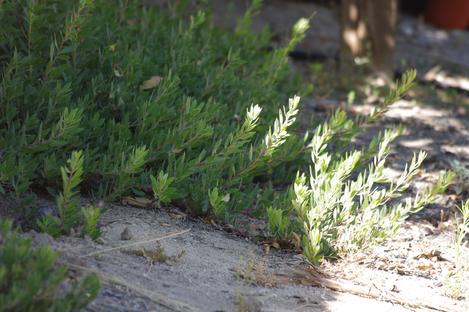 Arctostaphylos Pacific Mist - grid24_12