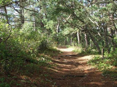 A path through a closed pine forest. - grid24_12