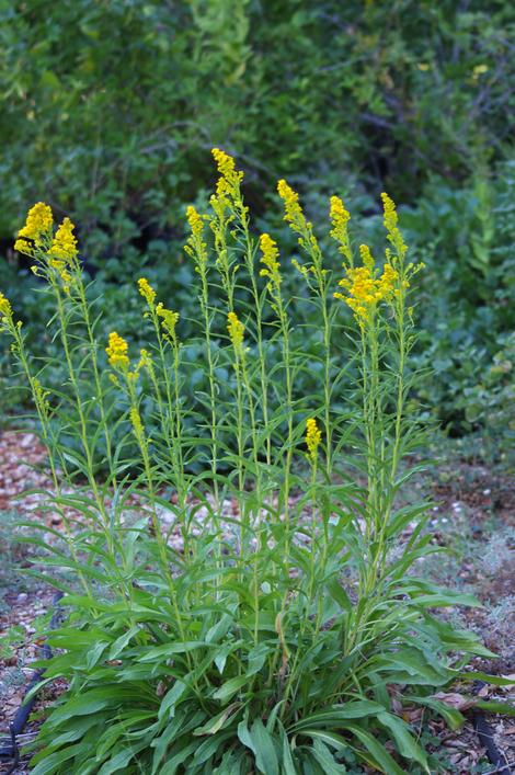 Yellow Butterfly Weed,  Solidago confinis - grid24_12