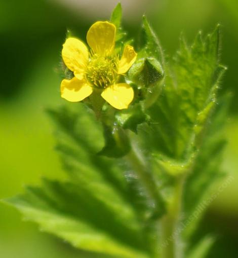 Big Leaf Avens, Geum macrophyllum  - grid24_12