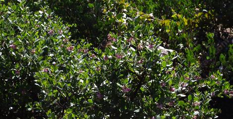 Arctostaphylos refugioensis is a nice large groundcover  or small bush manzanita. - grid24_12