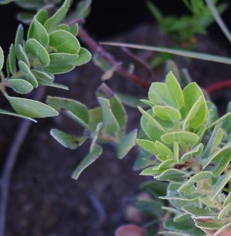 Arctostaphylos tomentosa subcordata Tranquil Cliff - grid24_12