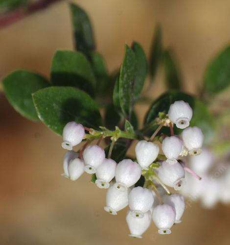 Arctostaphylos edmundsii Big Sur Manzanita flowers - grid24_12