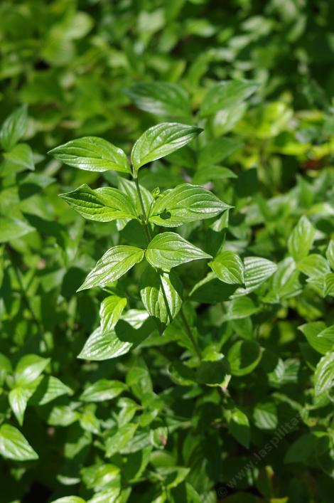 Blackfruit Dogwood, Cornus sessilis grows in moist shade. - grid24_12