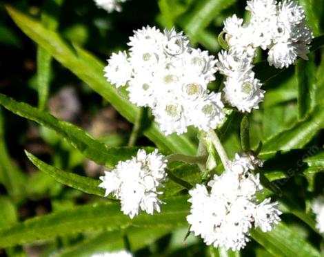 Anaphalis margaritacea, Pearly Everlasting in the Sierras at about 7000 ft. - grid24_12