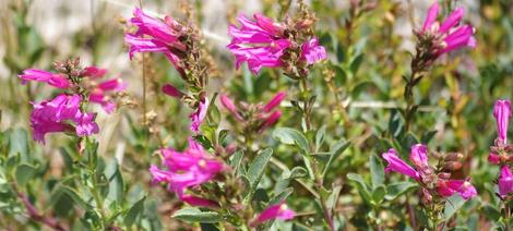 Mountain Pride growing in granitic rock at 7500 ft. in Sequoia - grid24_12