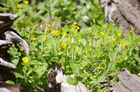 Mimulus moniliformis - grid24_12