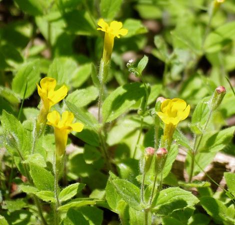 Mimulus moniliformis - grid24_12