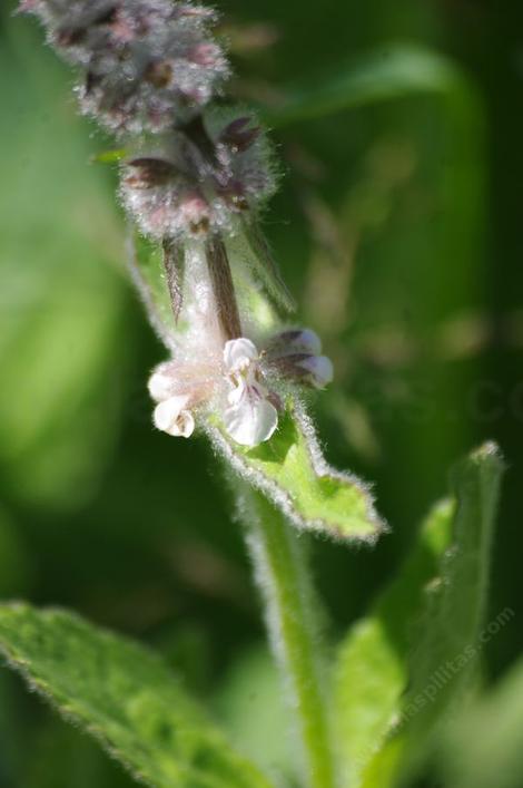 White hedge nettle, Stachys albens - grid24_12