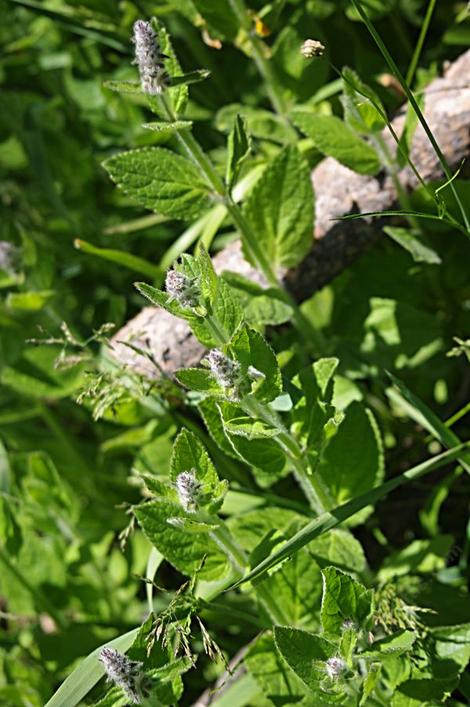 Stachys albens, White hedge nettle gets realy white under drought stress, green in a mountain meadow. - grid24_12