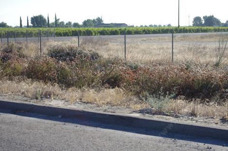 These buckwheats appeared to be growing quite well off of rainfall south of Lemore along Hwy 41. The only non-watered things other than tumbleweeds that were alive. - grid24_12