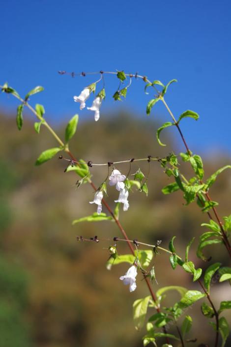 Lepechinia ganderi,  San Diego Pitcher sage grows to a few feet tall. - grid24_12