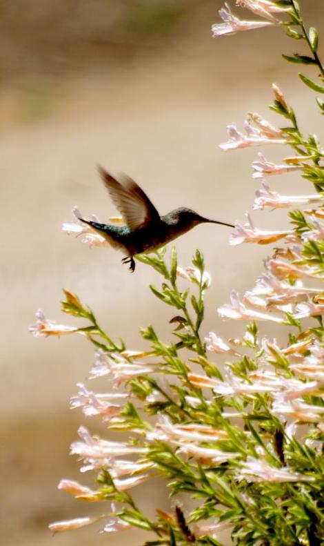 Anna Hummingbird on a Pink California Fuchsia. Zauschneria californica, Epilobium - grid24_12