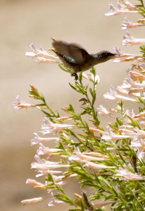 Hummingbird with his beak in the flower of a Pink California fuchsia  - grid24_12