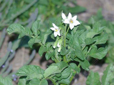 White potato flowers. - grid24_12 White potato flowers. - grid24_12