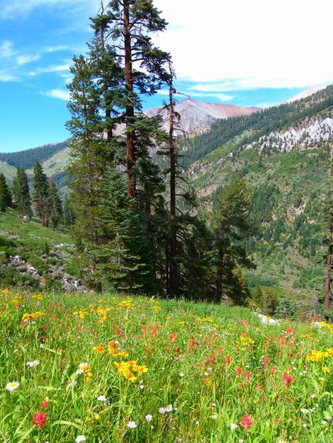 Wildflowers in mountain scree at 7500 ft, in Mineral King - grid24_12