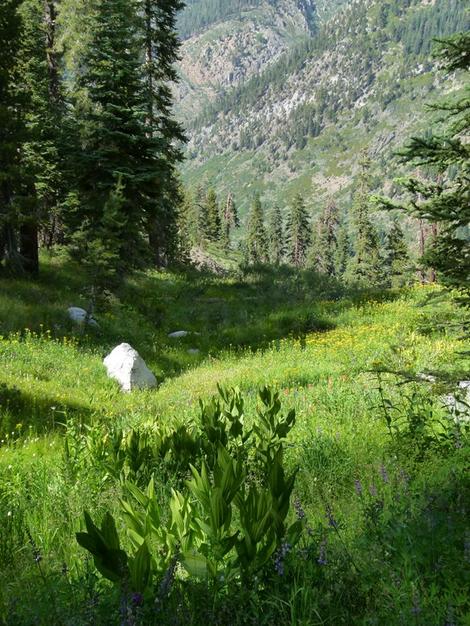 These were at 7500 ft. in August at Mineral King. - grid24_12