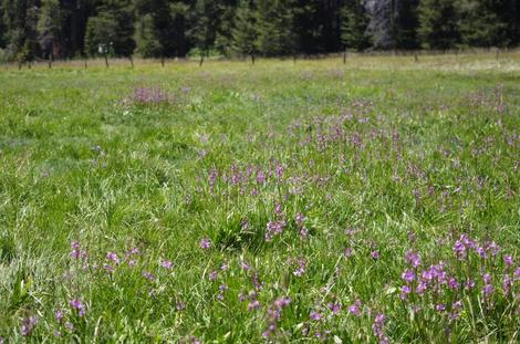 Some Dodecatheon alpinum in a Sierra Meadow at 7400 ft. - grid24_12