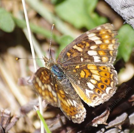 Sierra butterfly - California CrescentPhyciodes orseis - grid24_12